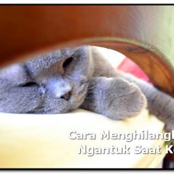 Cara Menghilangkan Ngantuk Saat Kerja